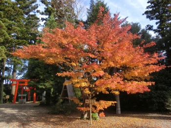 ファイル名: rsCIMG7264.jpg
ファイルサイズ: 118.3KB rsCIMG7264