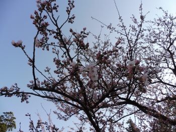 ファイル名: rsP1030001.jpg
ファイルサイズ: 116KB rsP1030001